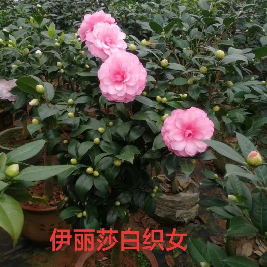 漳平市茶花树 140cm以上