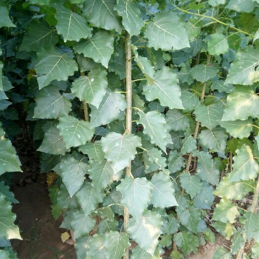 定兴县107速生杨