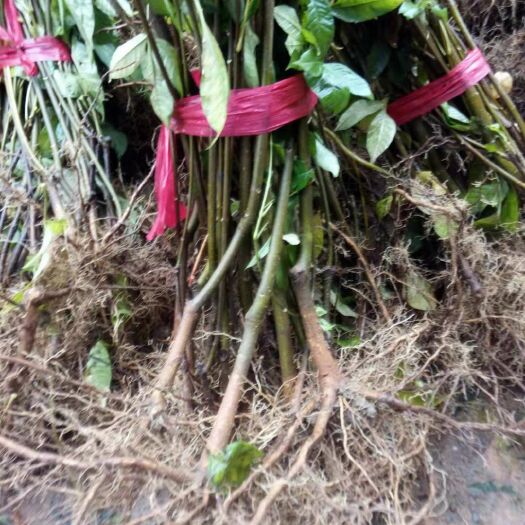 弋阳县吴茱萸 江西正宗中花苗