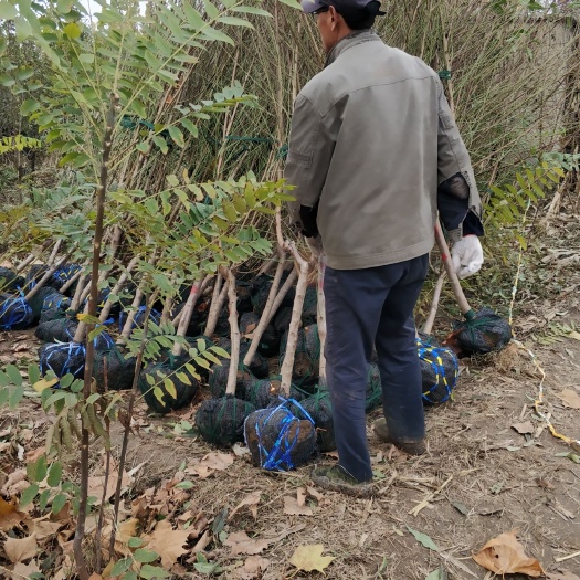 泰安山桃苗  桃树苗