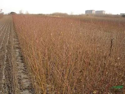 沂水县黑桃苗 1~1.5米 