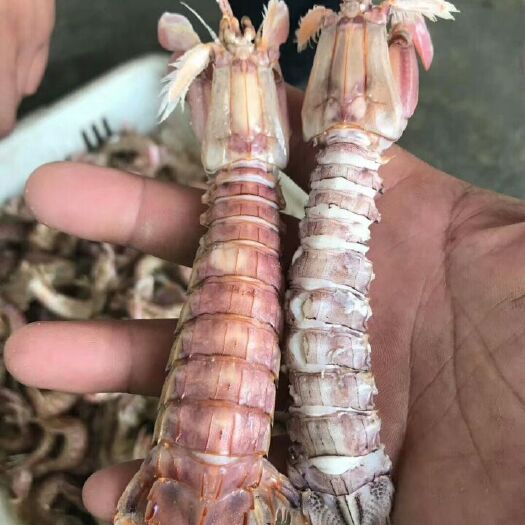 连云港皮皮虾 