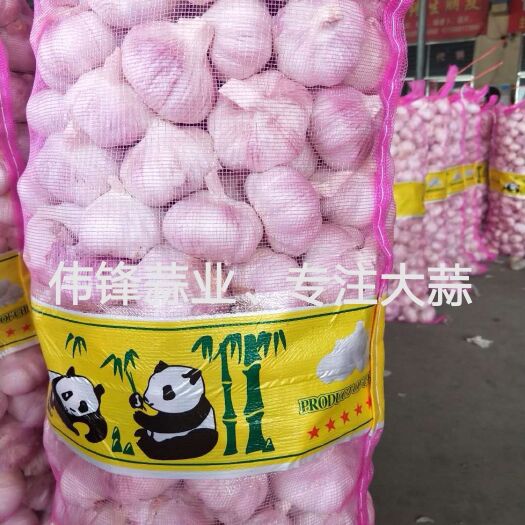 金乡县红皮蒜  伟锋蒜业、专注储存大蒜、冷库出租、实力配资、行情分析