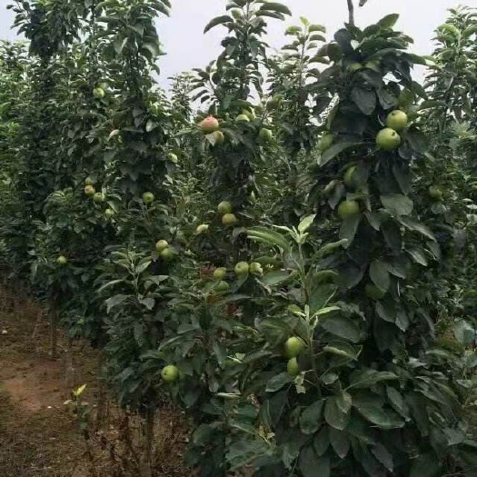 临沭县红星苹果树苗