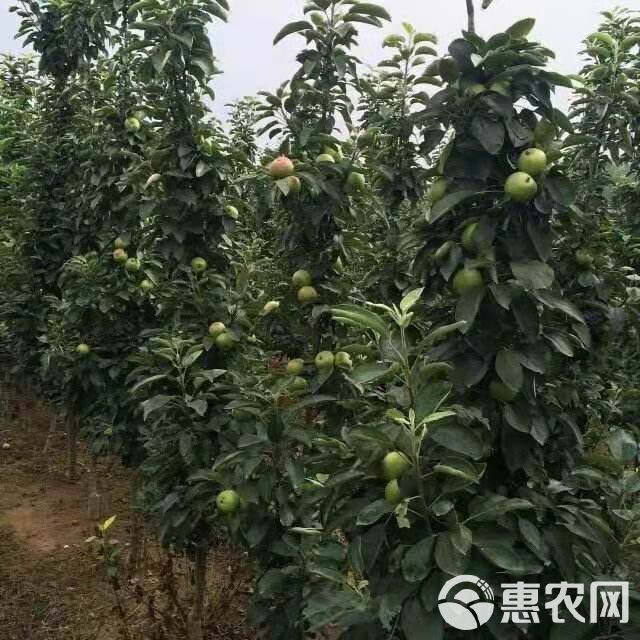 红星苹果树苗