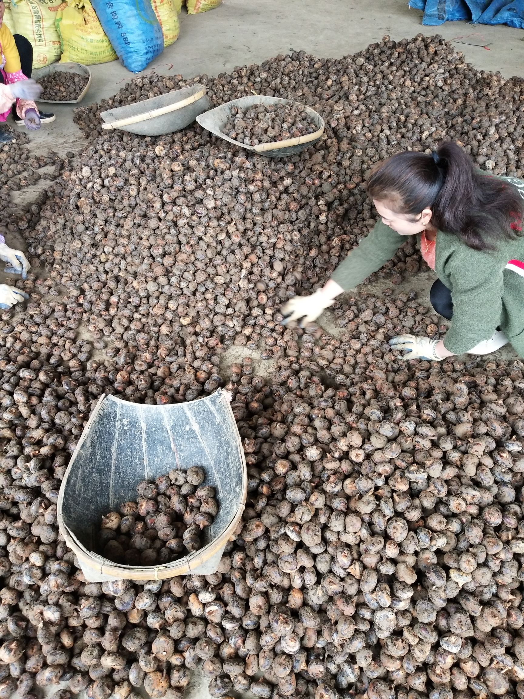 荔浦马蹄 大号