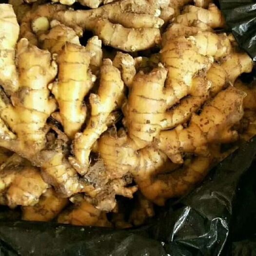 沂源县肉姜  山东生姜大量批发 欢迎各地客商前来采购
