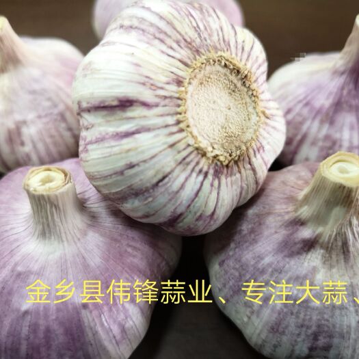金乡县红皮蒜  伟锋蒜业、专注储存大蒜、冷库出租、实力配资、行情分析