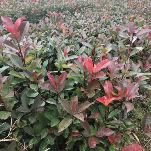 新沂市红罗宾红叶石楠小杯苗基地直供各种规格红叶石楠球