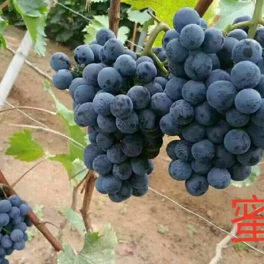 昌黎县蜜光葡萄苗嫁接苗扦插苗巨峰系列新品种大学生创业诚信经