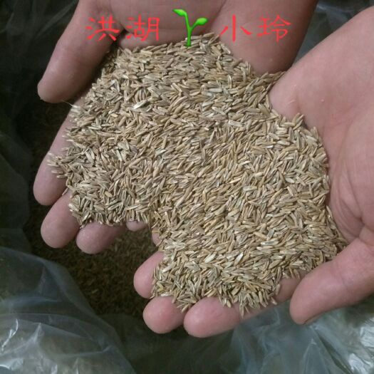 洪湖市黑麦草种子  养殖专用草种 耐寒 一年生 量大价优 包邮