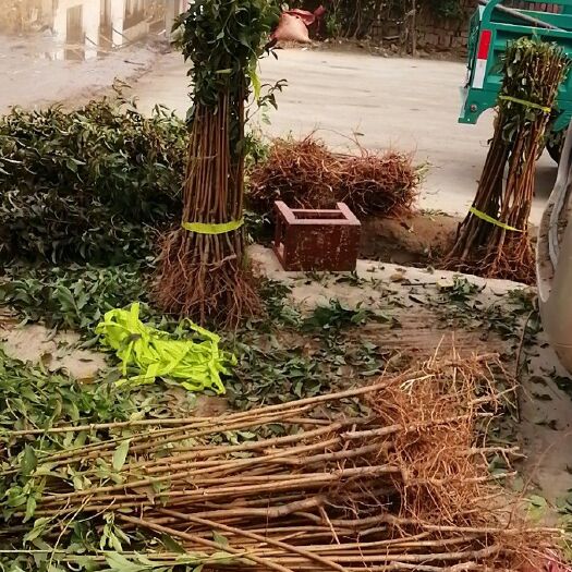 周口蜂糖李树苗