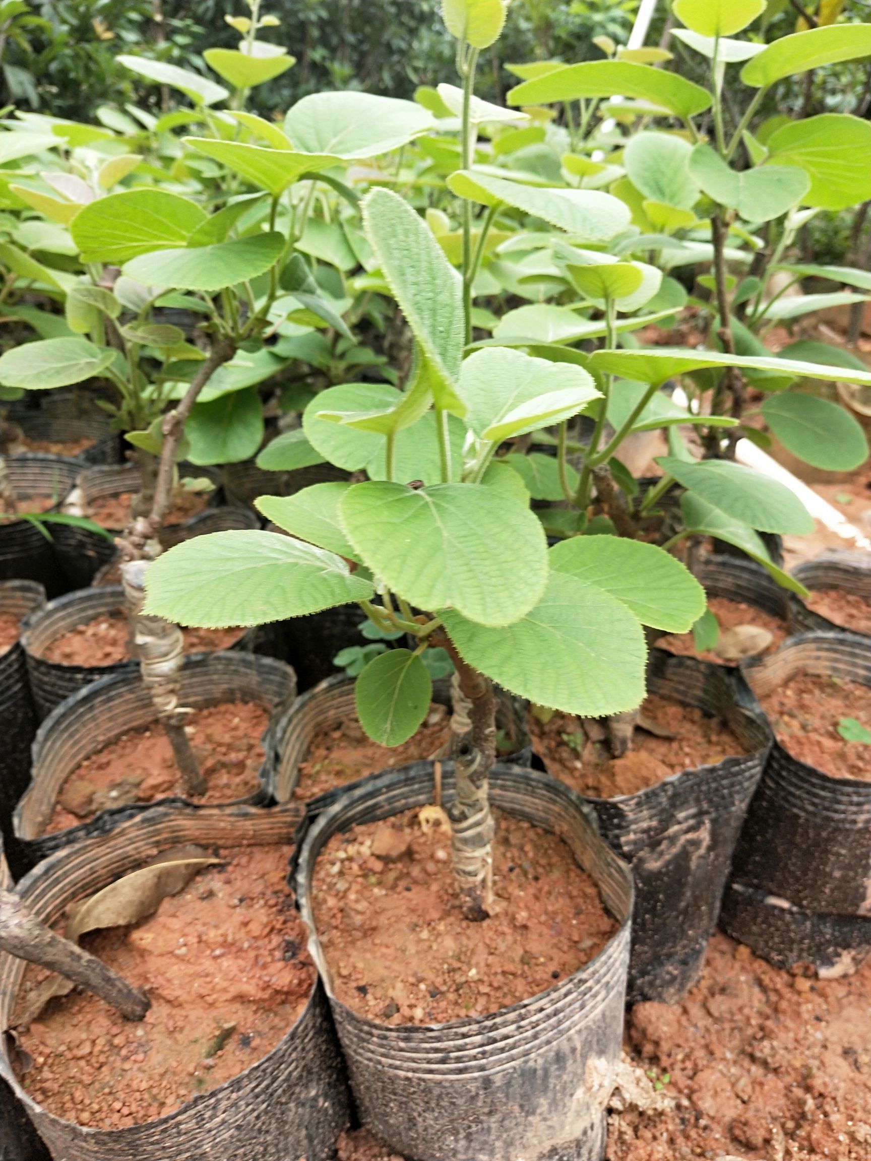 种子种苗  猕猴桃苗  商品详情 红心猕猴桃苗绿心猕猴桃树苗嫁接黄心