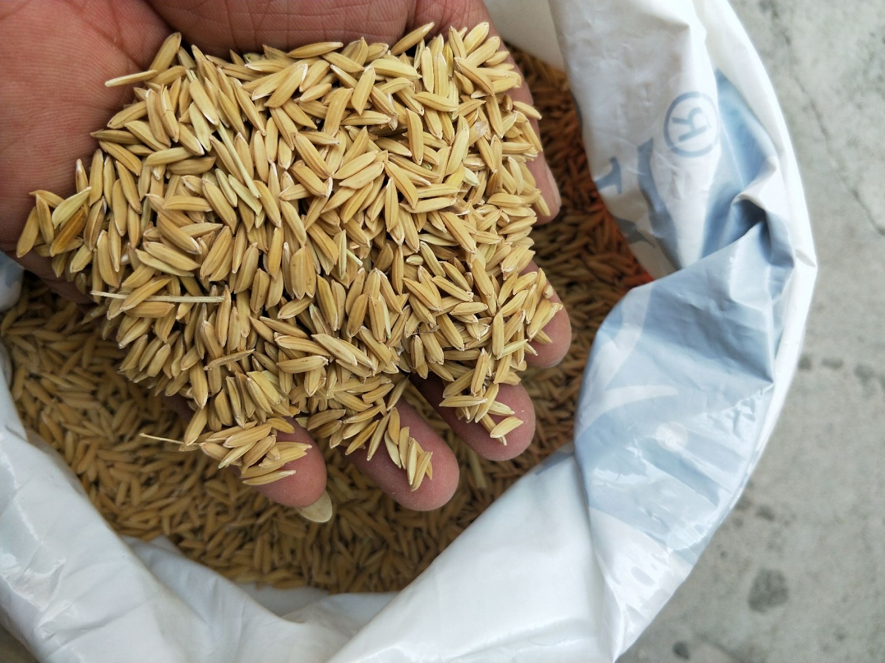 吉农大531水稻品种图片