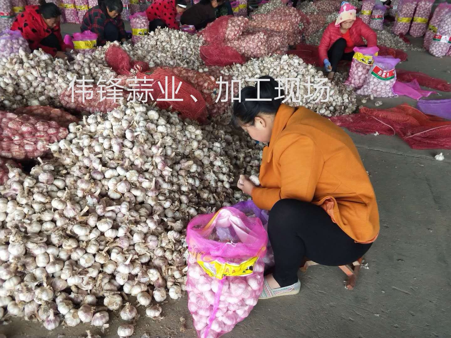 红皮蒜  伟锋蒜业、专注储存大蒜、冷库出租、实力配资、行情分析