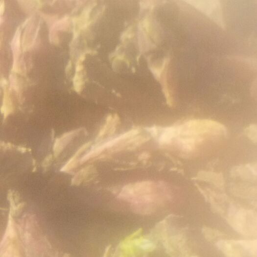 肃南县款冬花