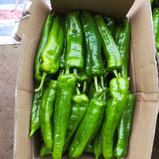 夏邑县青秀辣椒