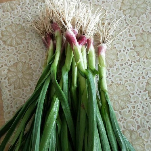丰县红根蒜苗 45 - 50cm