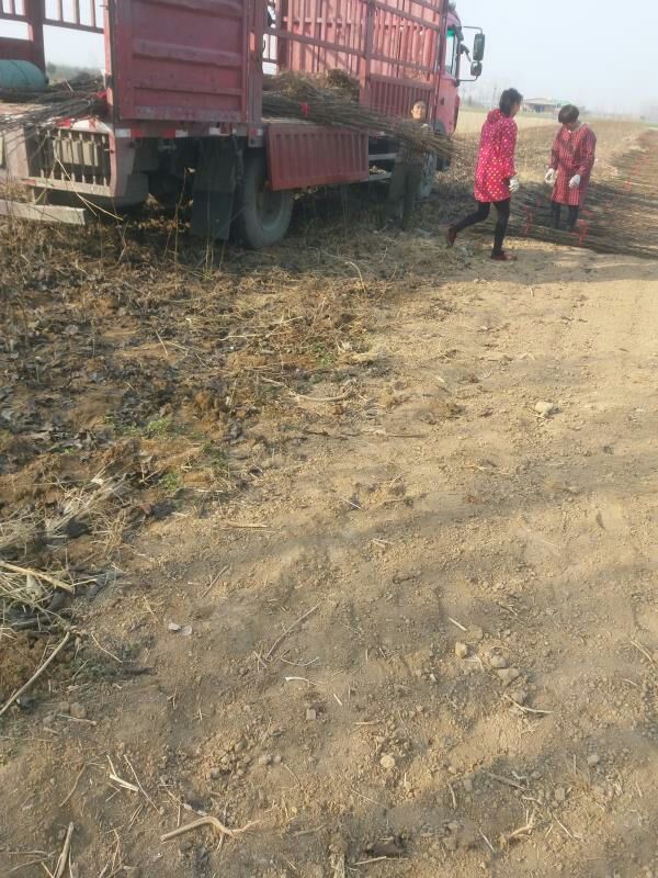 秋月梨树苗 品种保证秋月梨苗