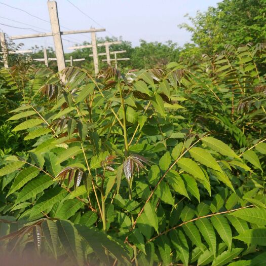 句容市红油香椿苗 2公分以下