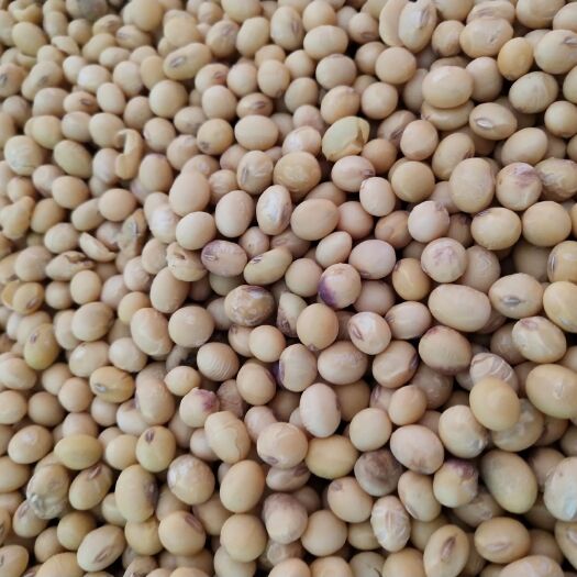 正阳县黄黄豆 生大豆 2等品 
