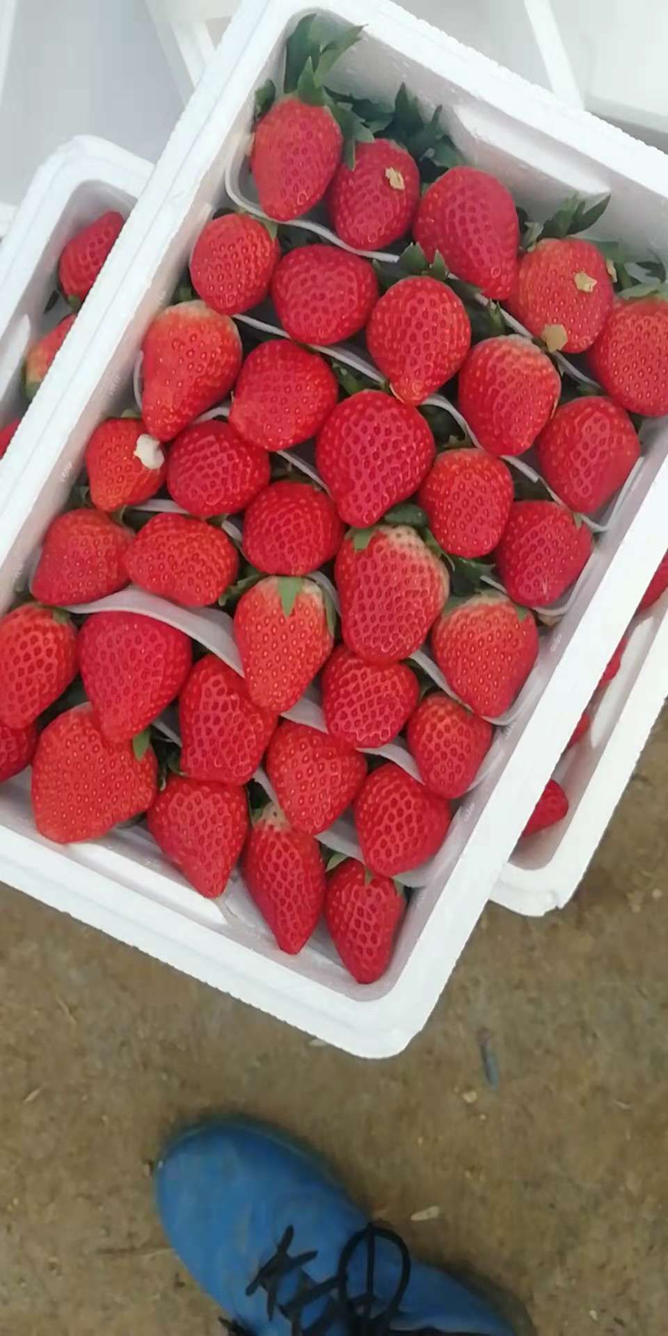 甜宝草莓  免洗草莓，无任何农残留，绿色食品