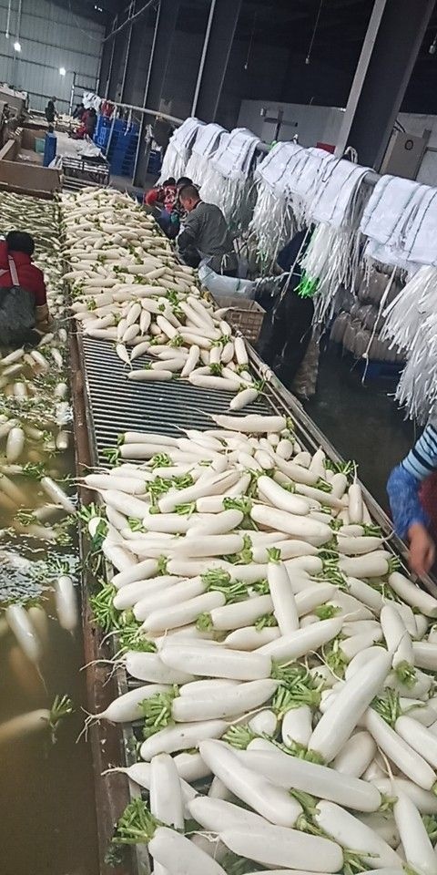沙洋县沙洋白萝卜己上市售全国