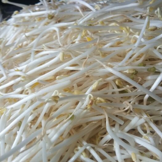 平度市绿豆芽 箱装