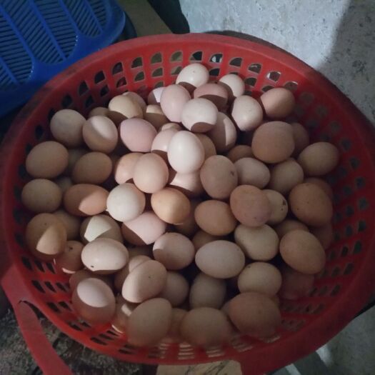 长兴县初生蛋 食用 散装