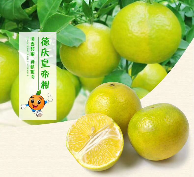 皇帝柑 4.5 - 5cm 2 - 3两