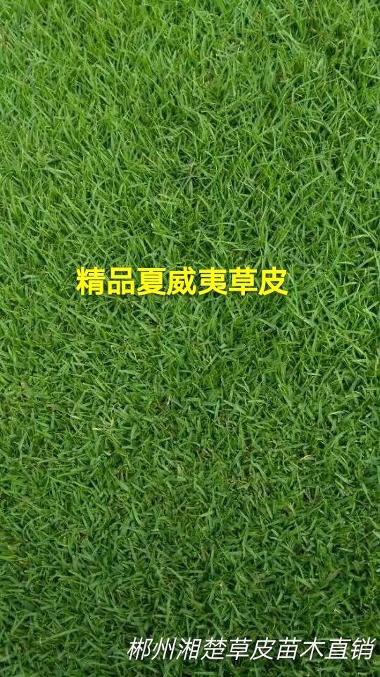 二号 中华结缕草 郴州草皮基地直销耐寒耐旱耐踩踏价格实惠