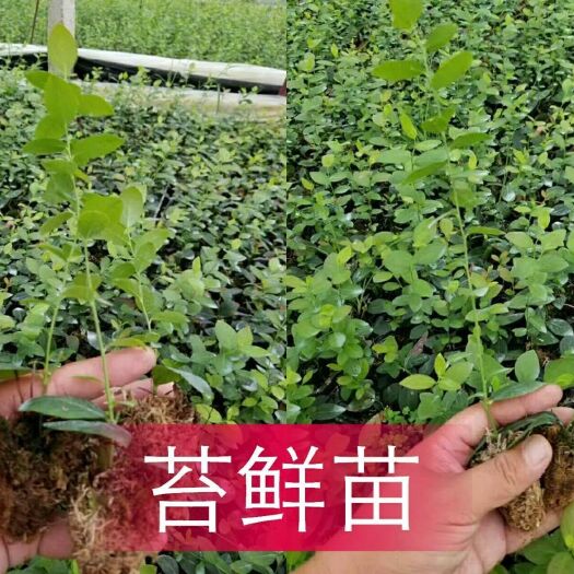 肥城市蓝丰蓝莓苗