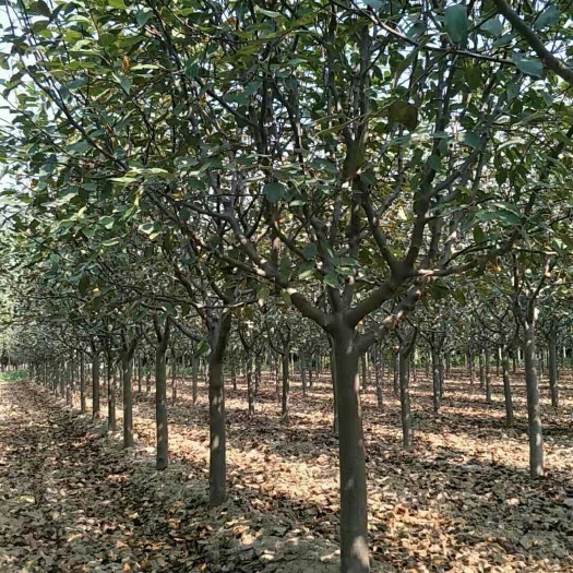 北美海棠  1公分-25公分