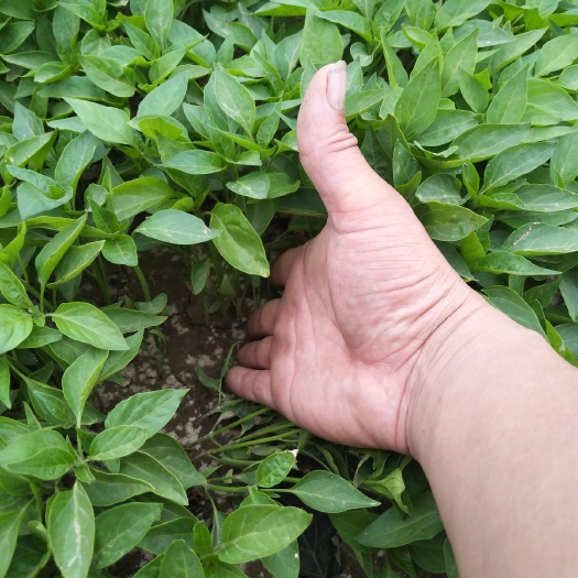 鸡泽县羊角椒苗 10～14片真叶 