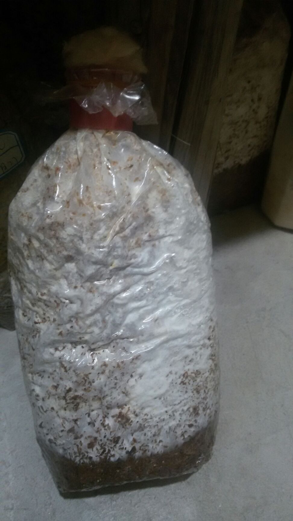 鸡腿菇菌种