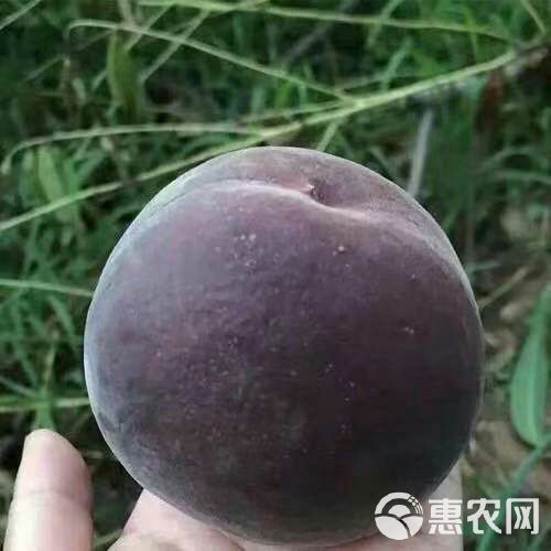 黑桃苗 黑桃王苗