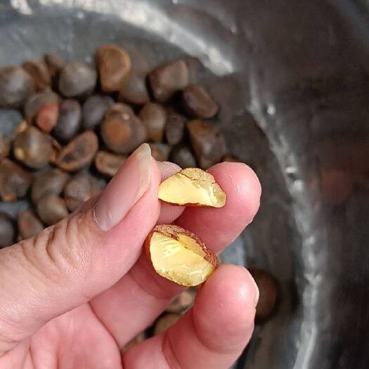 罗甸县油茶籽