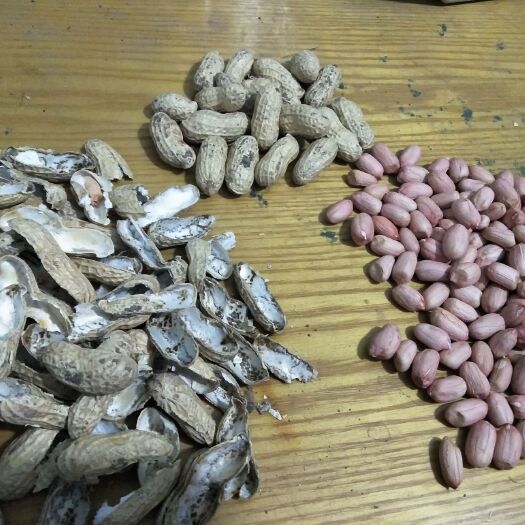 花生种子 ≥95% 大田用种 