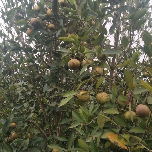 昭平县现榨山茶油 