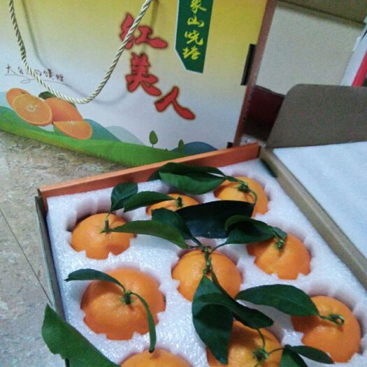 象山县红美人柑桔 5 - 5.5cm 4两以上 
