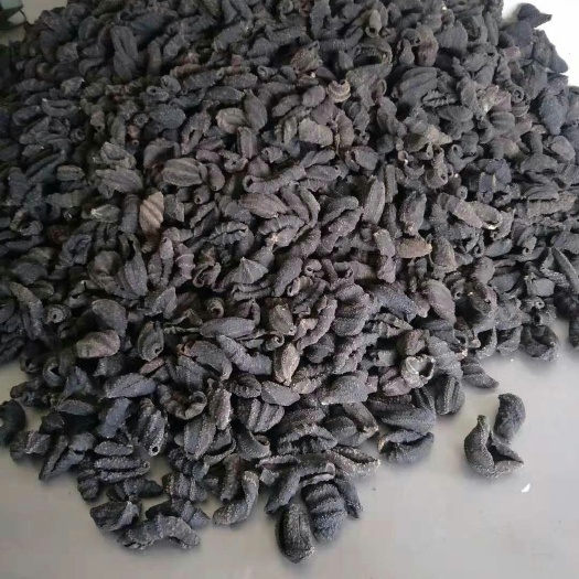 俄罗斯海参