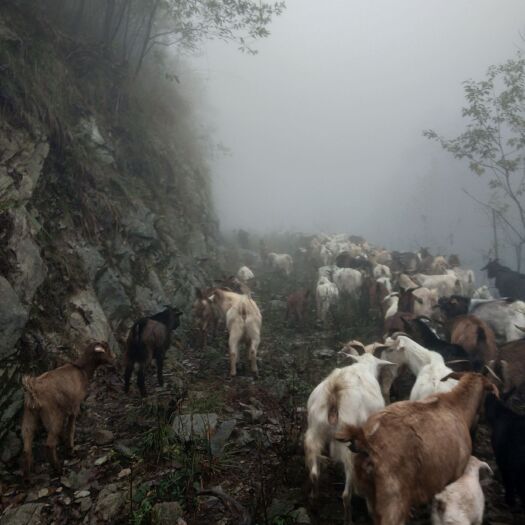 城步县土山羊 30-50斤