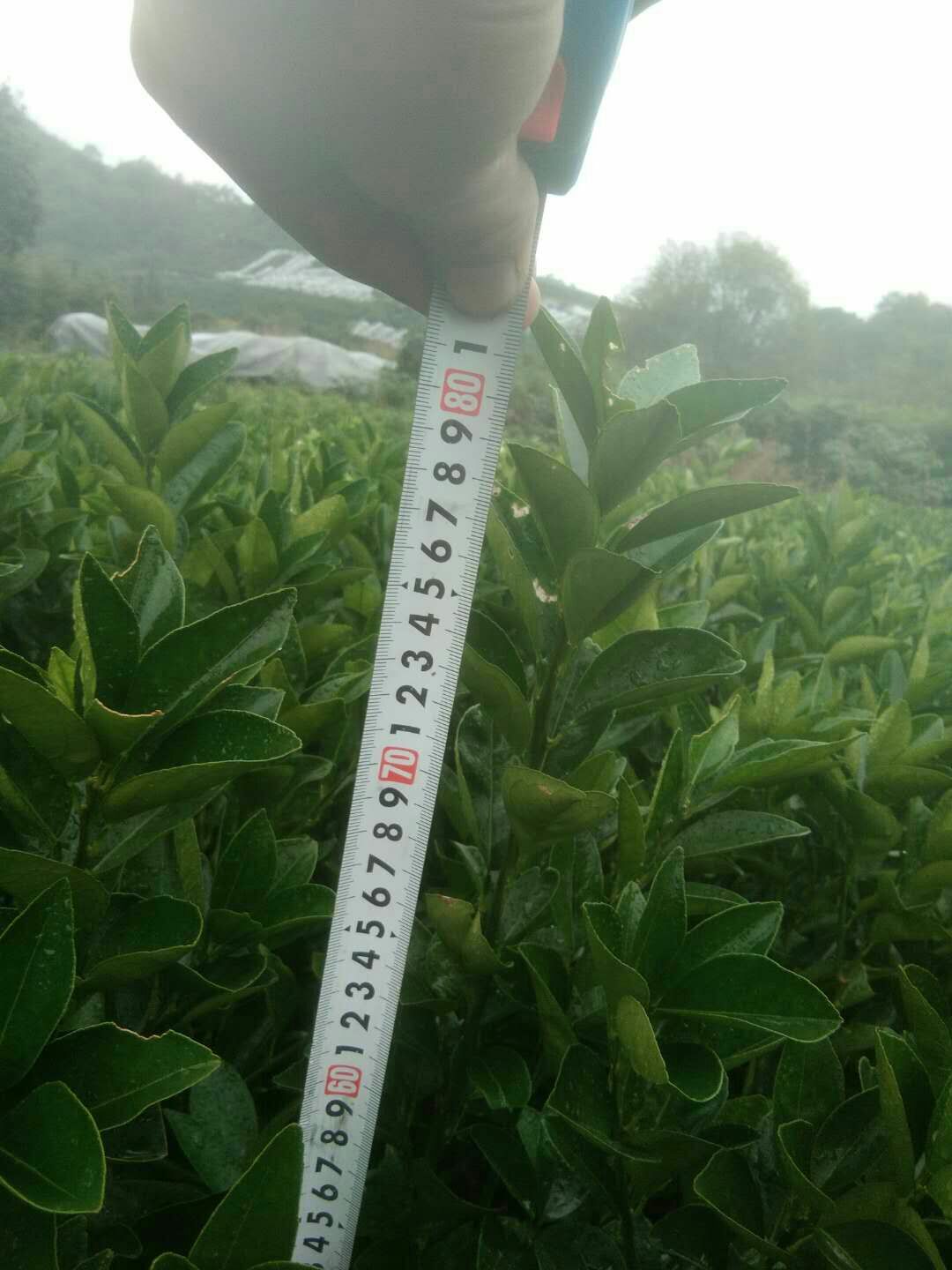 夏橙樹苗 嫁接苗 0.5米以下 