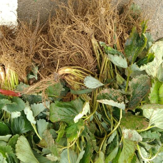 泰安奶油草莓苗 地栽苗 20~30公分 