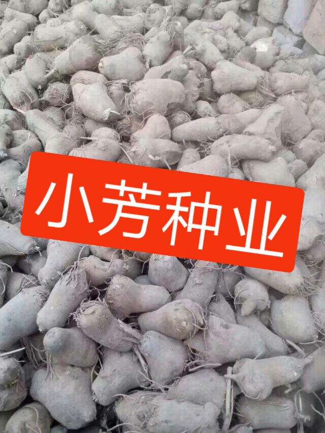 白术种子  白术籽秧苗