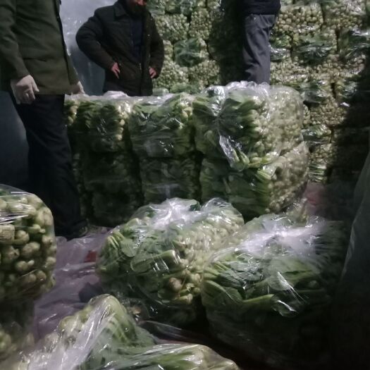 曹县上海青 青菜
