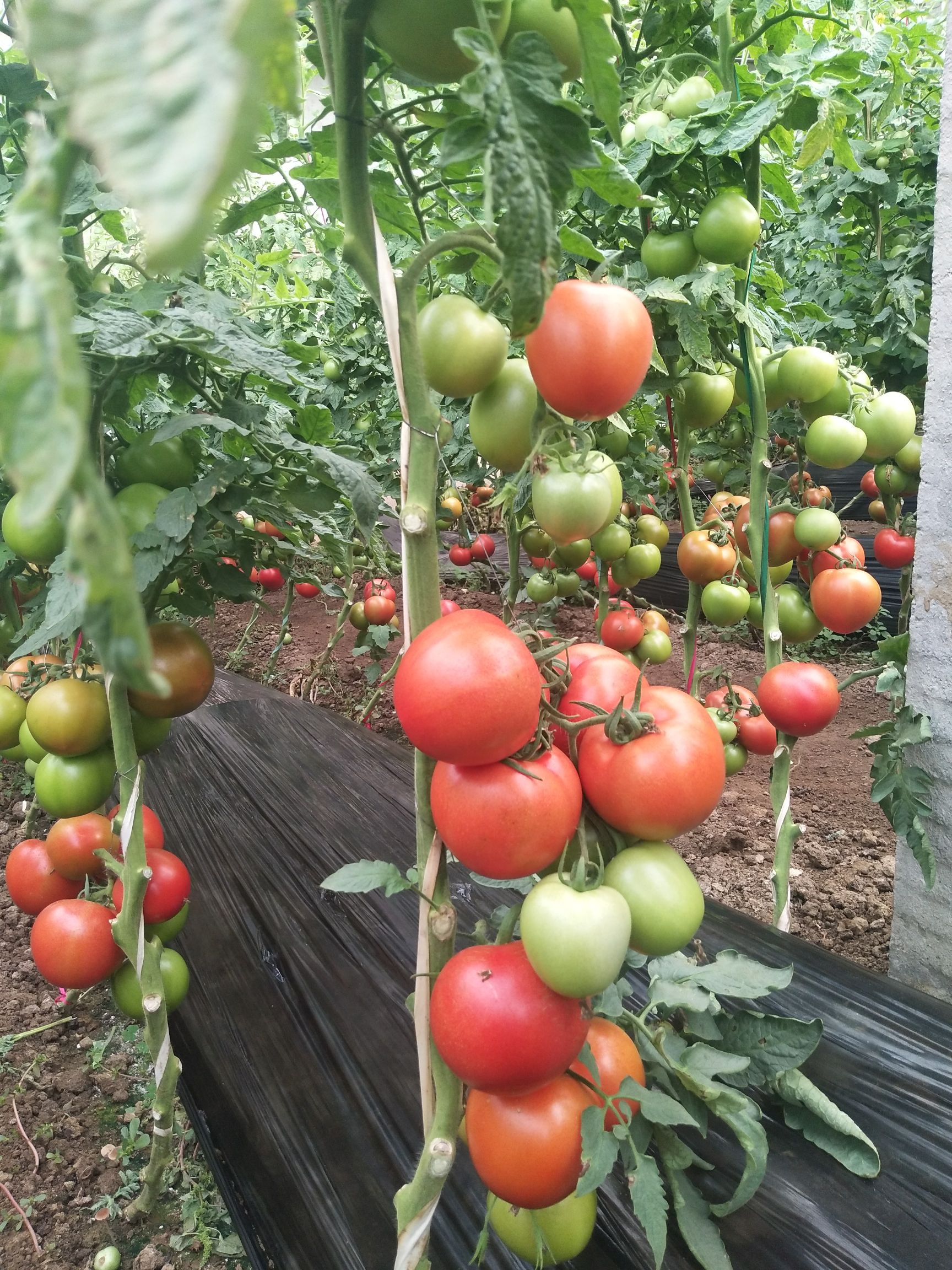 大红西红柿 通货 弧三以上 大红