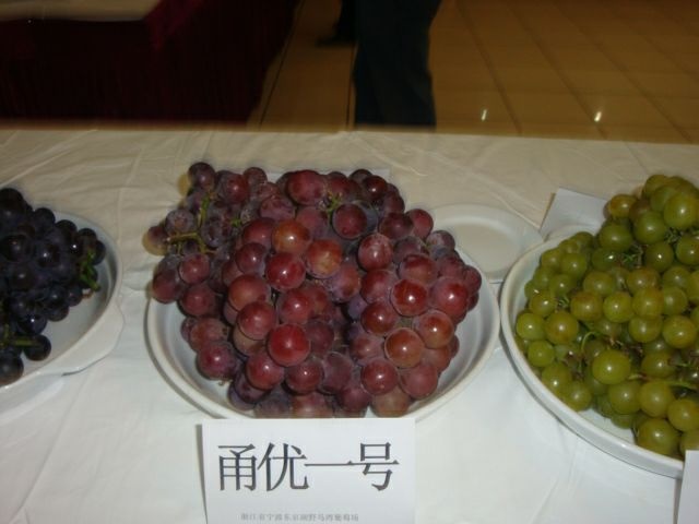 昌黎县甬优一号葡萄苗嫁接苗扦插苗保质保纯度大粒葡萄苗南北