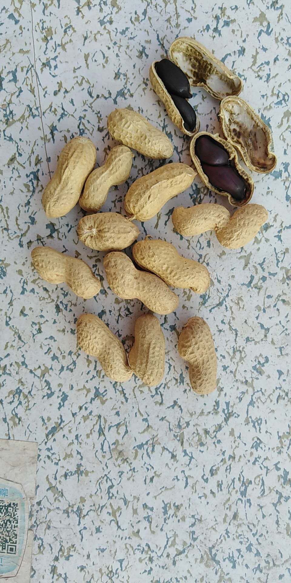 黑花生  花生  新黑花生  新黑珍珠花生  陆地自然成熟，