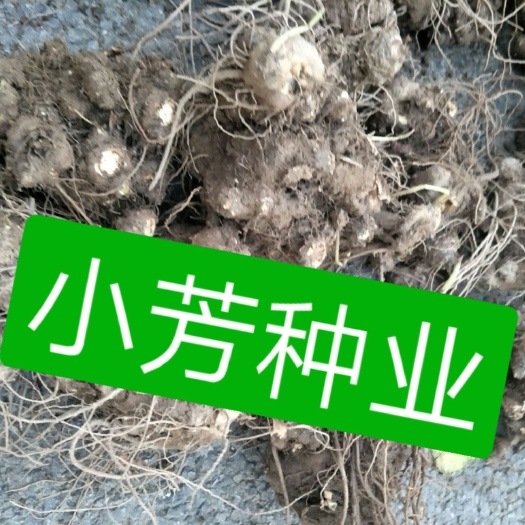 安国市川芎  秧苗保质保量保发芽率支持大货批发零售